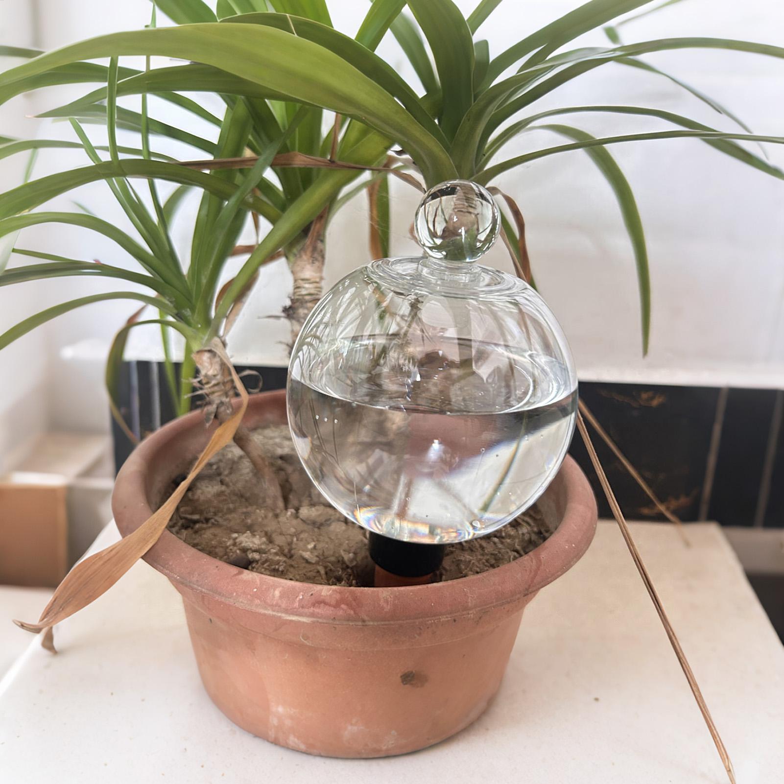 植物散水用ボール 4個入り 500ml 透明自動給水グローブ - Plant Sensor のレビューと価格